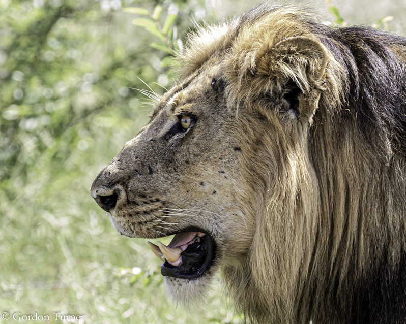 <h2>2020 South African Golf Cruise</h2>10 Nights | 4 Rounds | Cape Town – Cape Town | January 21 – 31